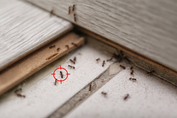 Best Pest Control Treatment  in Pinehurst, TX