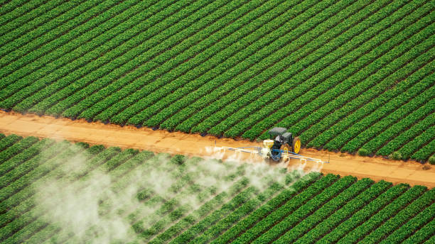 Best Ant Control Services  in Pinehurst, TX