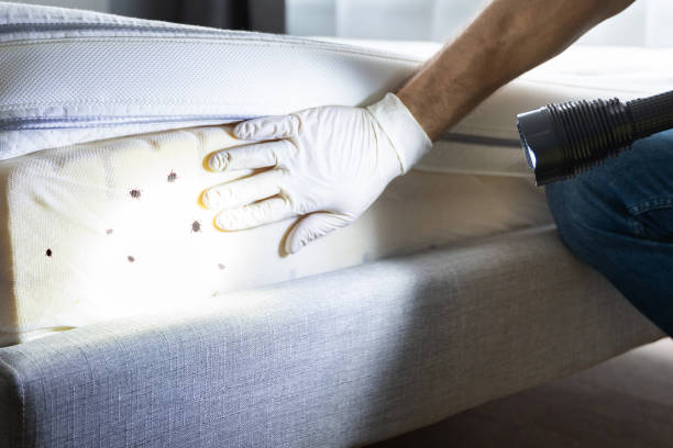 Best Mosquito Control Services  in Pinehurst, TX