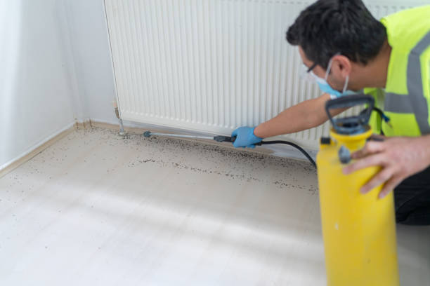 Best Wasp Removal Services  in Pinehurst, TX